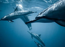 lpl比赛安排-一冠一亚后奥帅憧憬外战 苏宁要用亚冠拴住他的心